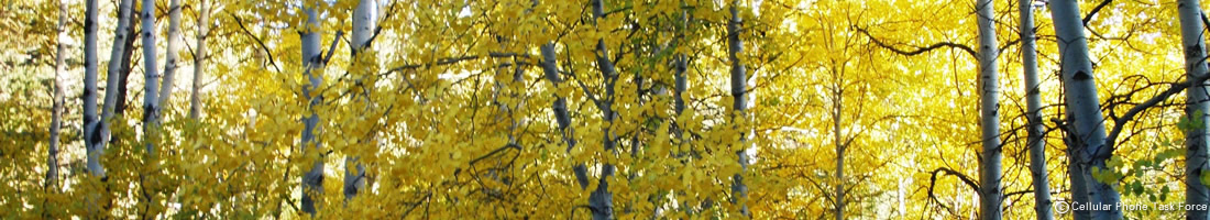 Aspens